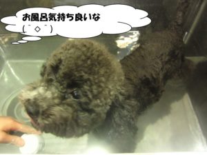 スパ中トイプードル
