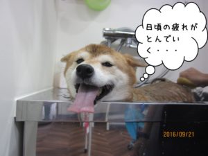 スパ中柴犬