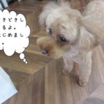 上からトイプードル