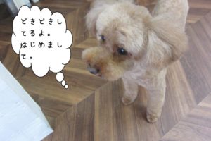 上からトイプードル