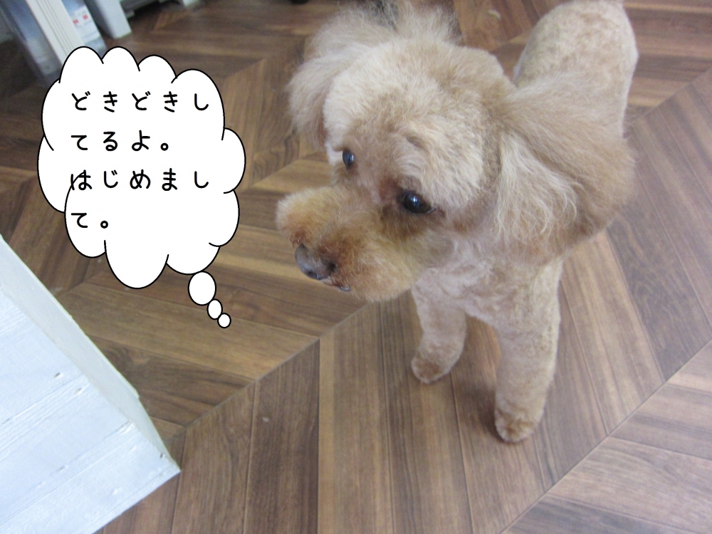 上からトイプードル