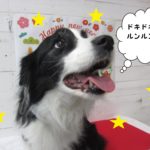 サンタさんコリー