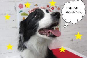 サンタさんコリー