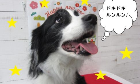 サンタさんコリー