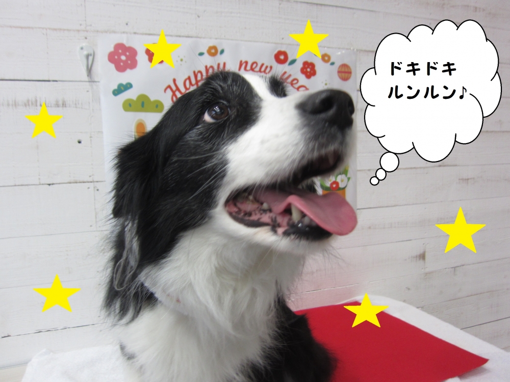 サンタさんコリー