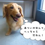 はしゃぐミニチュアダックス