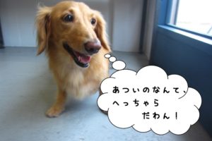 はしゃぐミニチュアダックス