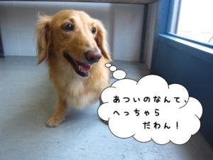 はしゃぐミニチュアダックス