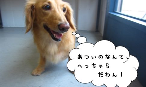 はしゃぐミニチュアダックス