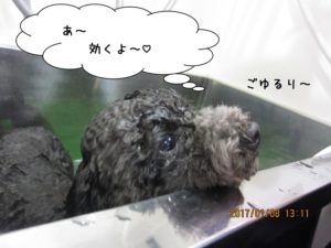 スパ中トイプードル