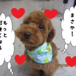 おすましトイプードル