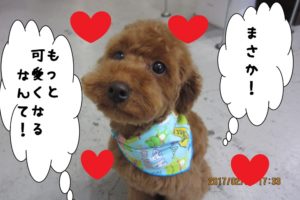 おすましトイプードル