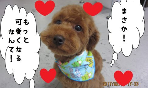 おすましトイプードル