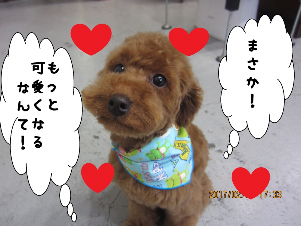 おすましトイプードル