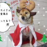 サンタさん柴犬
