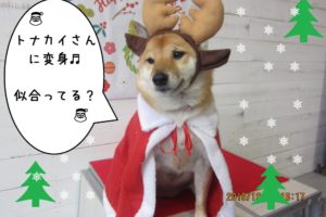 サンタさん柴犬
