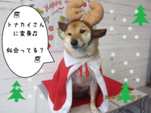 サンタさん柴犬