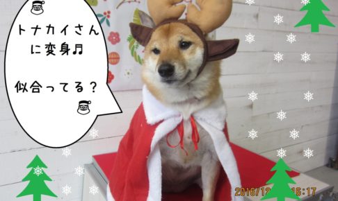 サンタさん柴犬