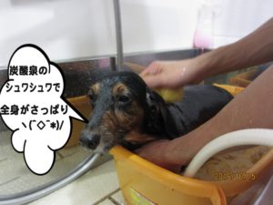 スパ中ミニチュアダックス