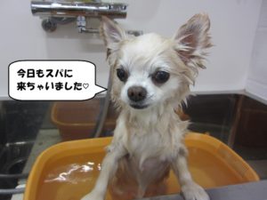 スパ中チワワ