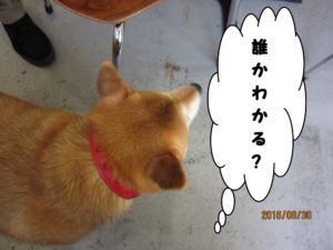 施術前柴犬