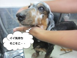 シャンプー中ミニチュアダックス