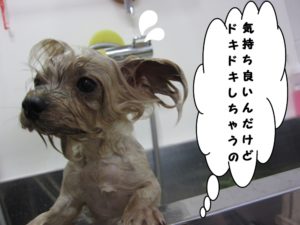 シャンプー中ヨーキー