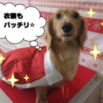 サンタさんミニチュアダックス