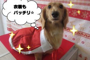 サンタさんミニチュアダックス