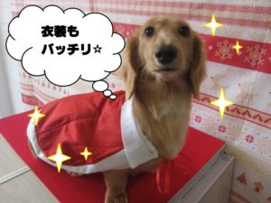 サンタさんミニチュアダックス