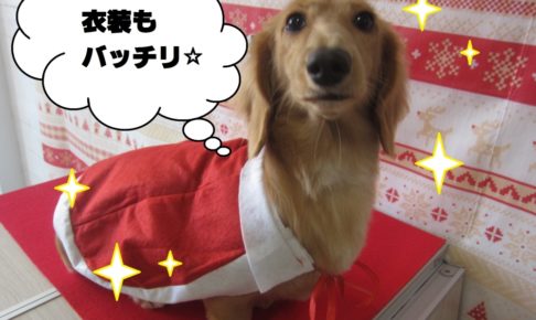 サンタさんミニチュアダックス
