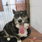 舌出しコーギー