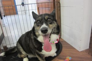 舌出しコーギー