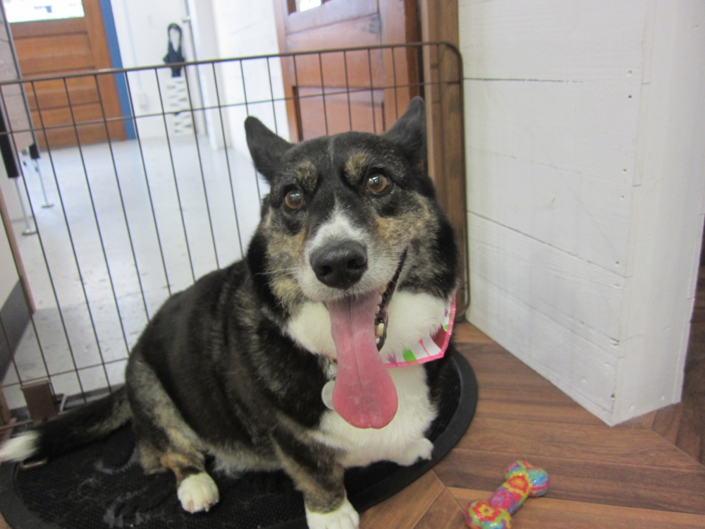 舌出しコーギー