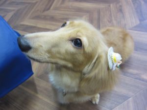 施術後ミニチュアダックス