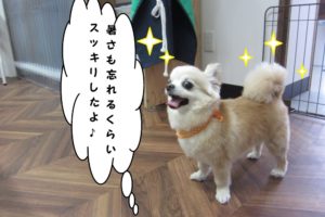 笑顔チワワ