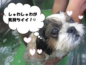 スパ中シーズー