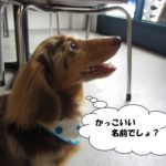 横顔ミニチュアダックス