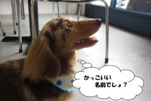 横顔ミニチュアダックス