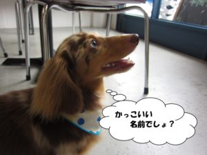 横顔ミニチュアダックス