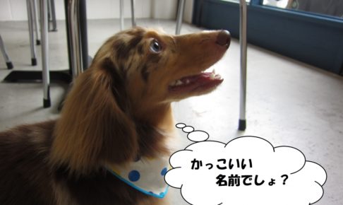 横顔ミニチュアダックス