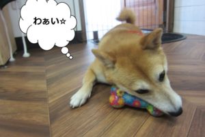 遊ぶ柴犬