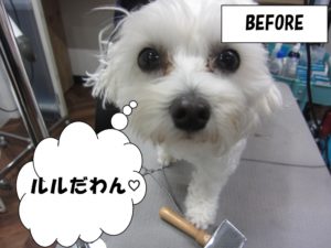 カット前ミックス