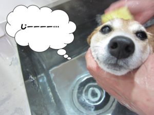 シャンプー中豆柴