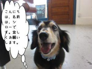 施術後ミニチュアダックス