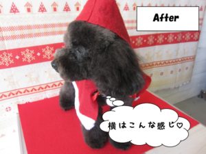 カット後トイプードル