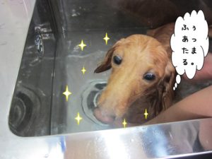 スパ中ミニチュアダックス