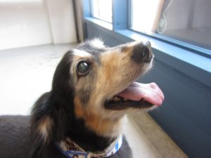 施術後ミニチュアダックス