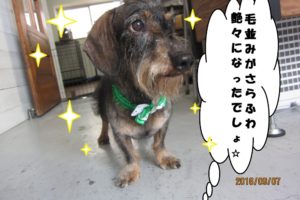 おすましミニチュアダックス