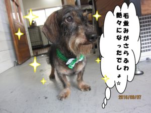 おすましミニチュアダックス